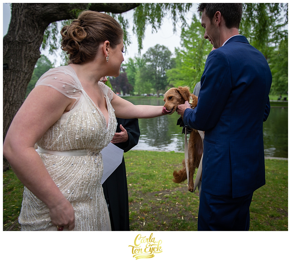 Bride and groom with their puppy at their wedding in the Boston Public Garden in Boston MA