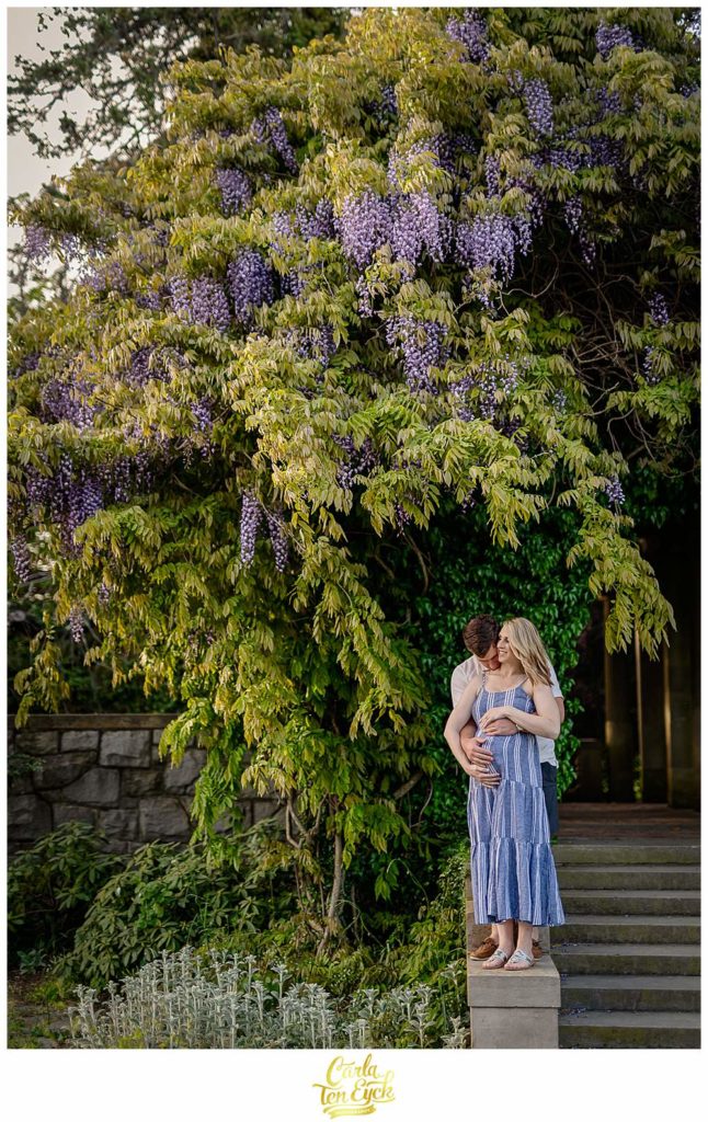 A couple poses near the wisteria during their spring Harkness maternity session, Waterford CT