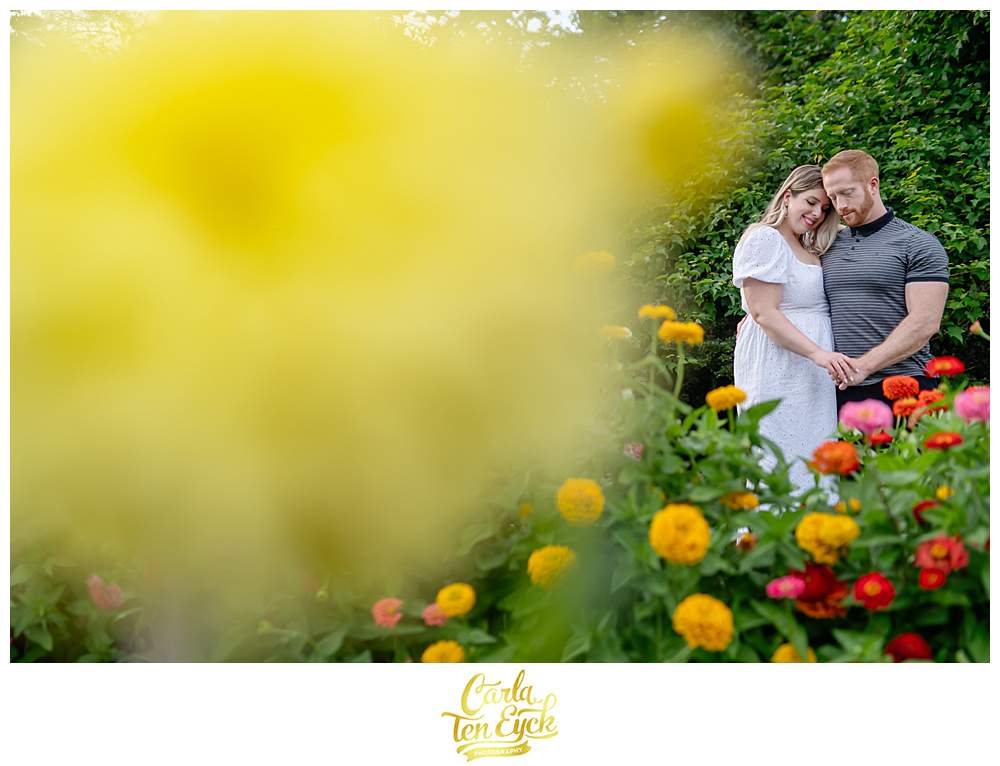 A couple does their engagement session in the zinnias at Harkness Park in Waterford CT